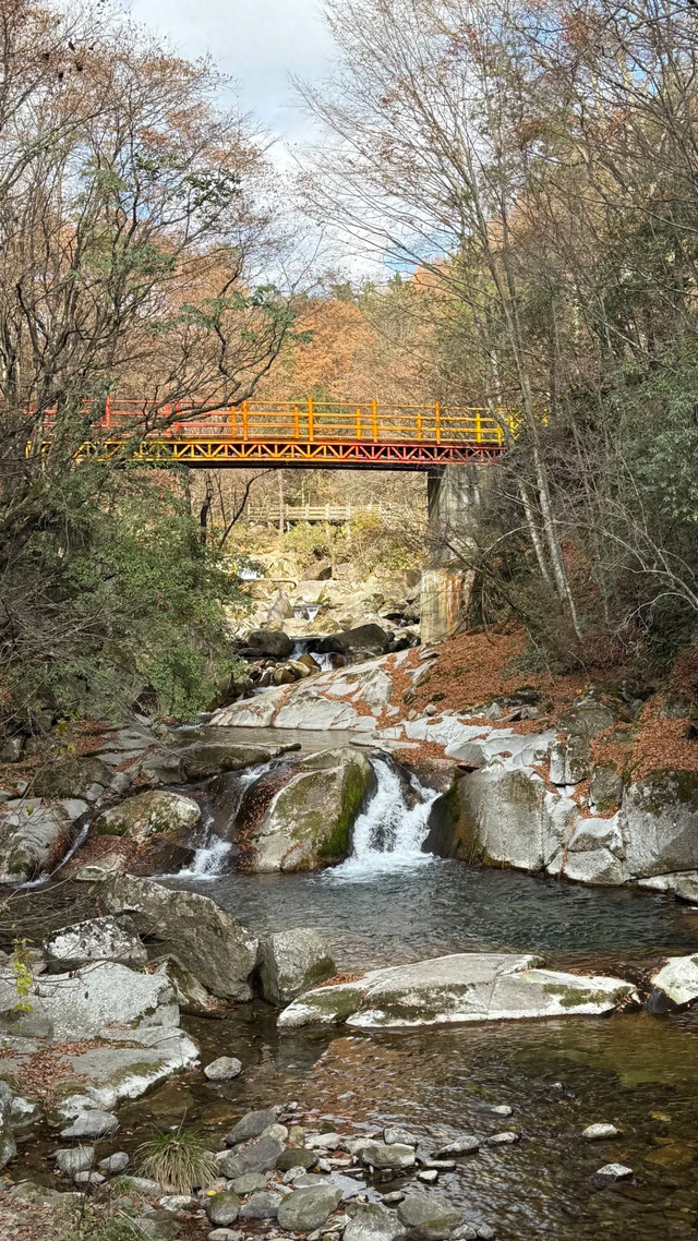 听劝！别再去光雾山米仓山人挤人，红叶没有啦！