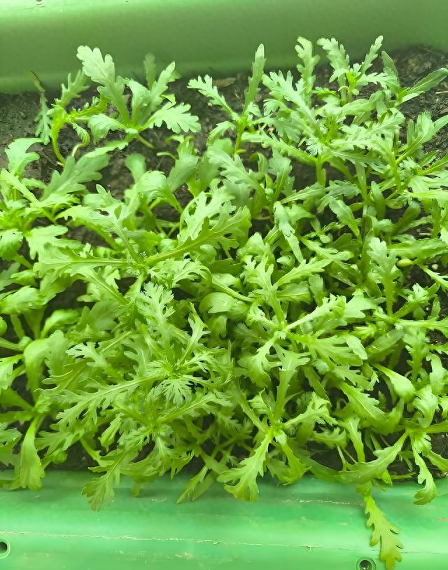 阳台种菜总翻车？种茼蒿！“2勤1懒”搞定，新手也能吃满3茬