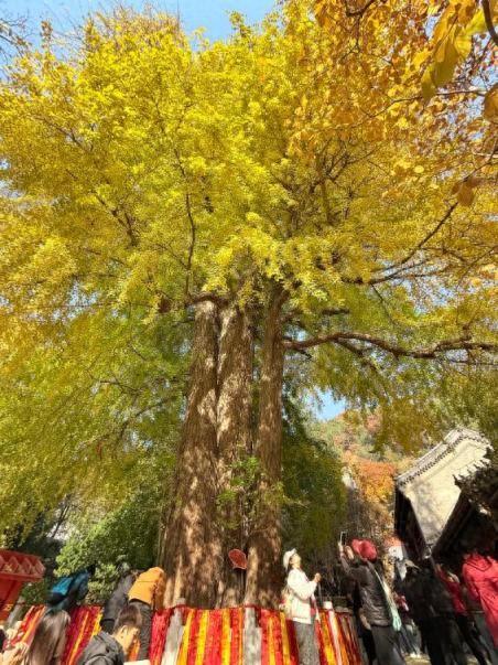 满枝金黄！门头沟千年古银杏进入最佳观赏期