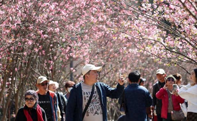 昆明动物园开启 “圆通樱潮”赏花季