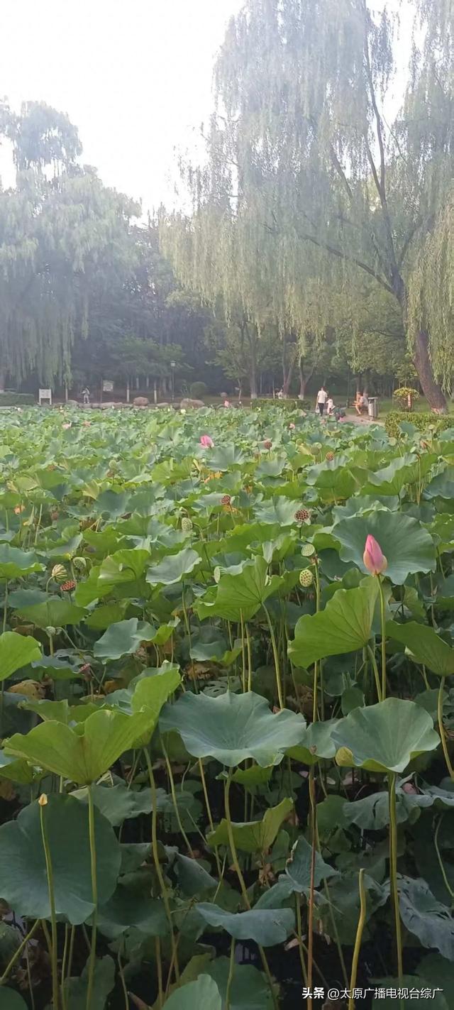 公园焕新景，太原秋意浓