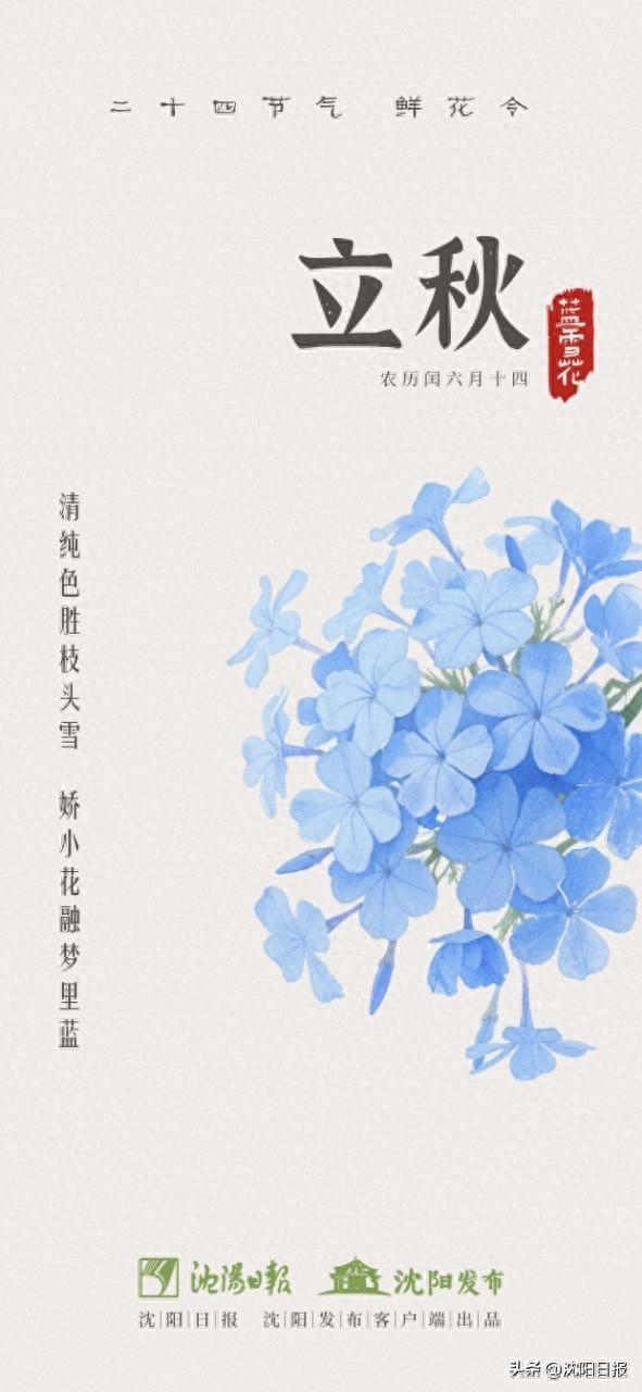 【一城花信·立秋】八月沈阳 花海藏不住