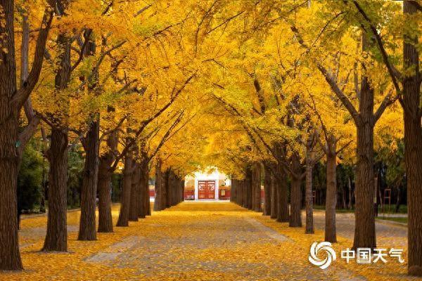 错过再等一年！全国银杏观赏地图来了