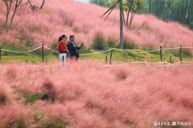 济南东站龙脊河畔，粉黛乱子草花海受热捧