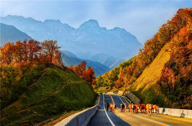【线路产品】秋色如画！这5条临夏赏秋路线，美到不想回家！
