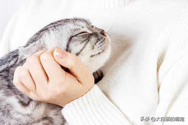 猫咪破解版无密码（猫咪可能正在默默忍受剧痛）