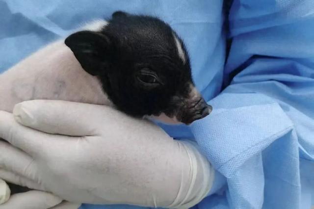 在蓉创新企业取得双进展！猪肾脏移植或将成为现实？