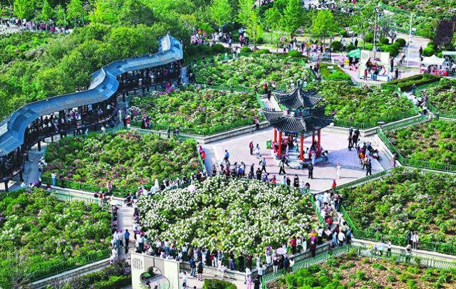 四月菏泽 人间最美的风景——中外游客共赴花事，乐享春日美好时光