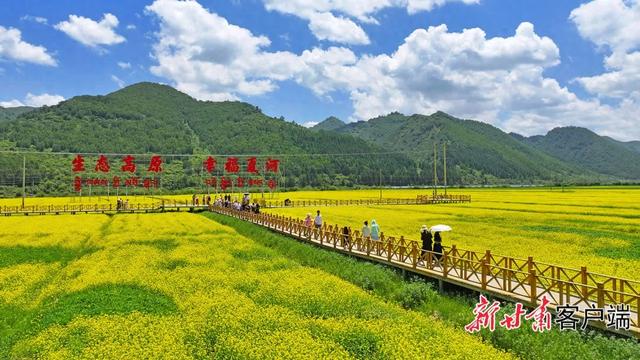 夏河：高原油菜花田美如画卷