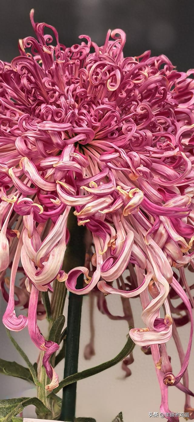 秋风独宠一园菊，晚来香艳出樊篱——北京北海公园2025年菊花展