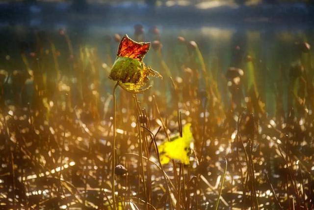 圆明园初冬的静谧