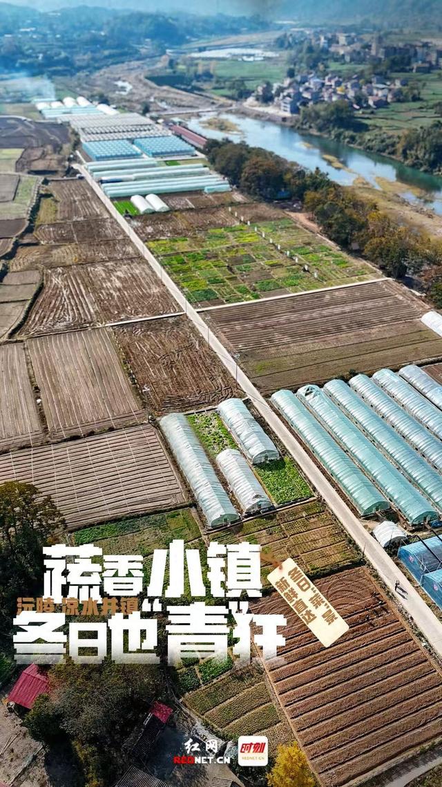海报 | 沅陵凉水井：蔬香小镇冬日也“青”狂