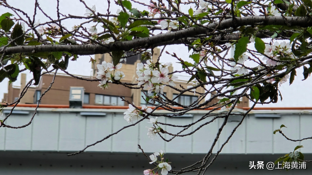 起猛了！南浦大桥下的樱花又开了！