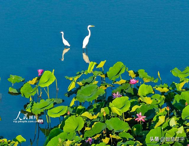 荷香鹭影映湿地