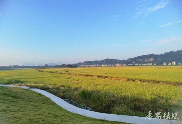 你知不知“稻”？番禺这片稻田美成了童话