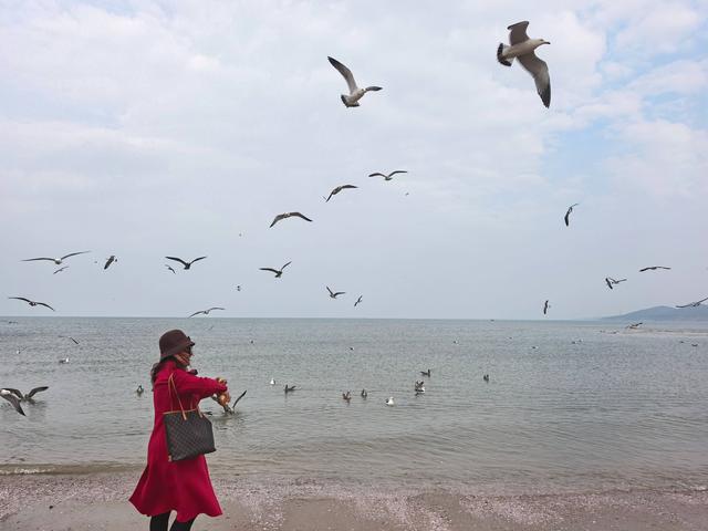 冬日限定浪漫！辛安河海滨海鸥成群，快来打卡“鸥”遇