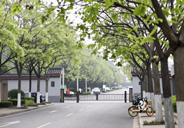 常州一处天花板级别的樱花公园，3000 株樱花仿若一片粉红色海洋