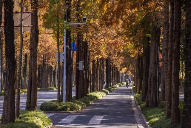 扬州长春路：半世纪水杉绘就生态走廊 “冬妆”