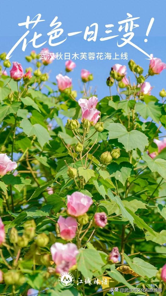 花色一日三变！武汉秋日木芙蓉花海上线