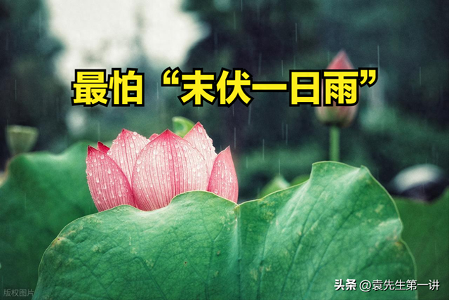 今日末伏，老人说最怕“末伏一日雨”，末伏下雨有啥预兆？