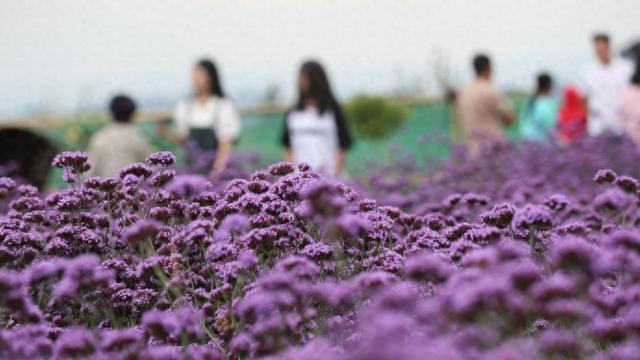 贵州花溪和多少名人有缘，我写下这个题目是自找麻烦？
