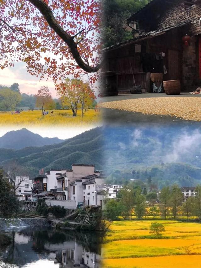 黟县秋日收获盛景开启