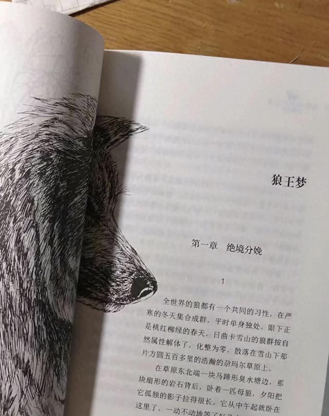 狼王梦优美句子摘抄（看书写读后感打卡第一篇小学生必读狼王梦）
