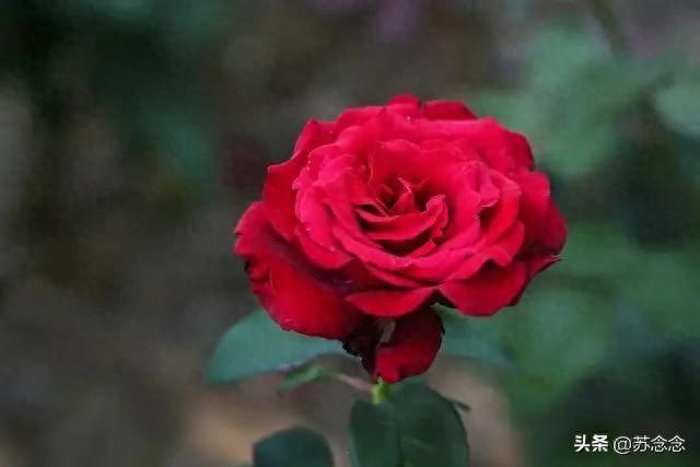 我同居过八位女性，发现女性38岁后找伴侣，主要有三个动因！