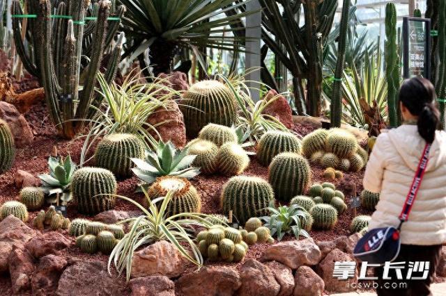 寒冬腊月依然根壮叶绿，省植物园沙生王国邀你来打卡｜组图