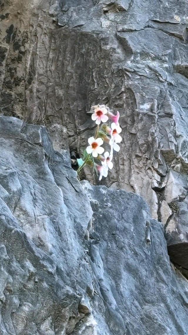 龙门石窟一佛窟石缝开出一株野花，景区讲解员：不少石窟都有野花