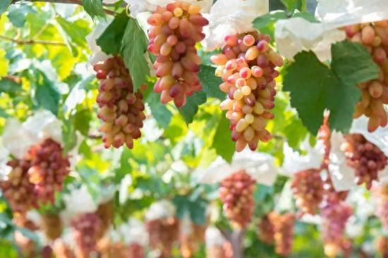 都市天际线下的葡萄藤 是上海马陆镇的混搭美学