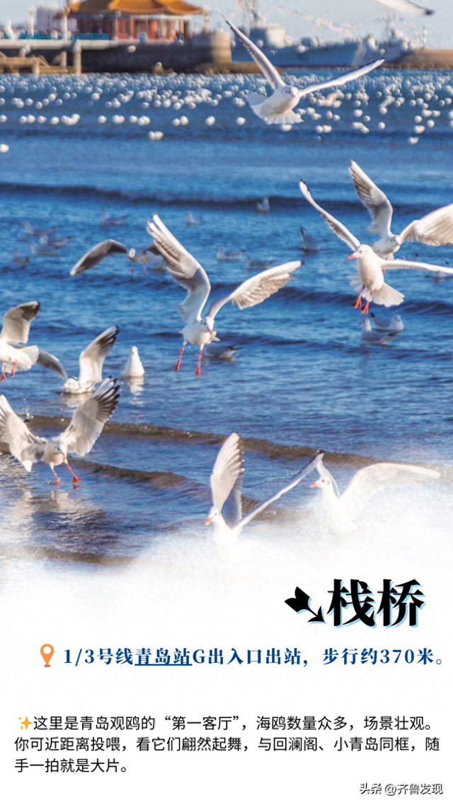听说青岛来了老朋友？ 这份地铁“追鸥”攻略请收好！