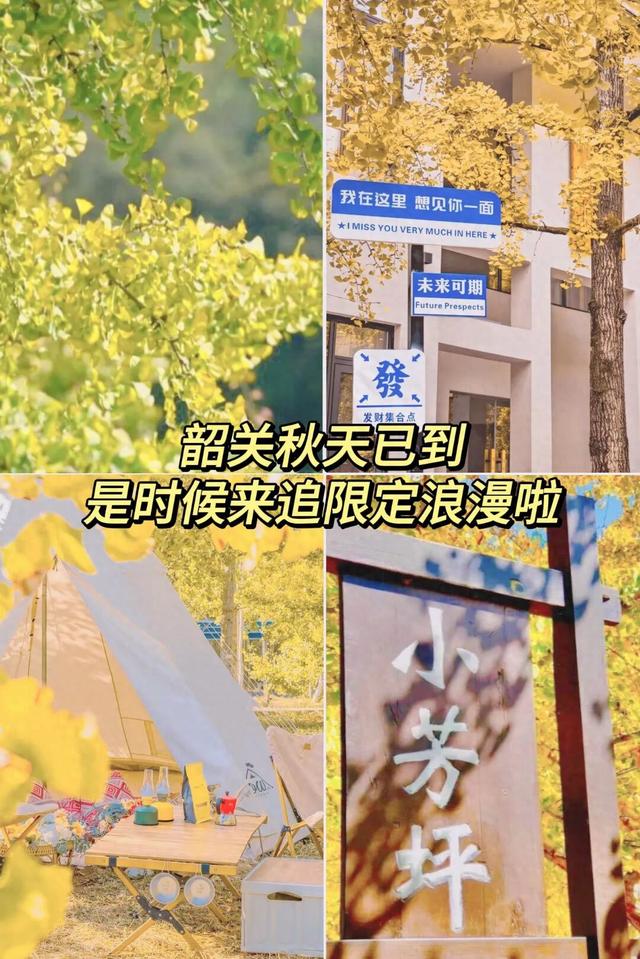 黄了！黄了！南雄银杏逐渐换上“金装”，码好这条线路追秋去