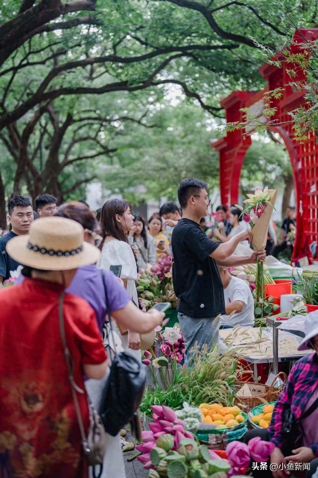 人气超旺！“荷花市集”再获关注