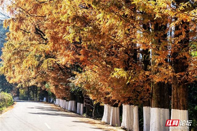 【每日一图@湖南】刷屏预警！靖州排牙山千亩水杉林绝美上线