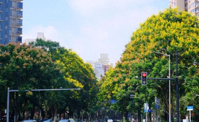 栾树花开，蒴果满枝头！（附徐汇观赏点位）