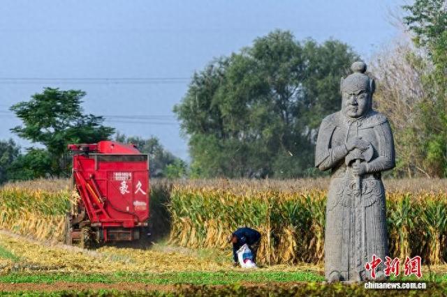 （文化中国行）千年宋陵四季“走红”背后：历史和农耕“活态”共生