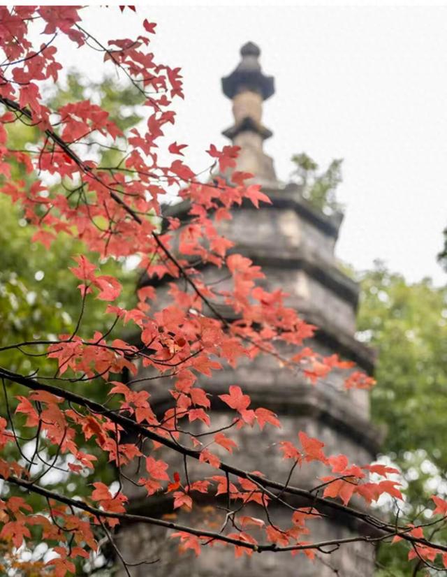 昆明县区赏秋全攻略 | 盘龙秋日文旅图鉴：枫树染红、珍稀菊花绽放、银杏镀金