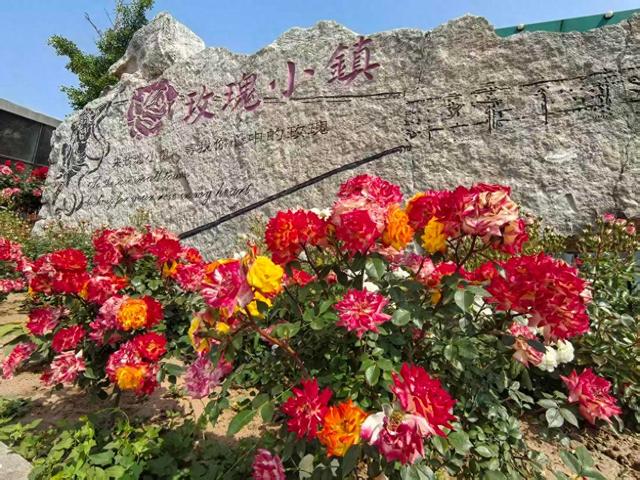 即墨玫瑰小镇：以 “无废” 理念扮靓玫瑰风景线
