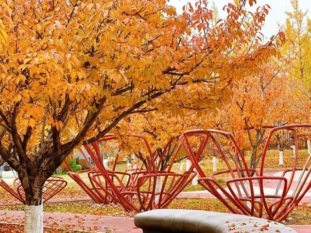 2025园博彩叶季 | 秋意渐入佳境，赏景乐游正当时！