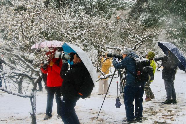 薄雪压枝，300年古梅破寒开放！武汉市迎来今年首场降雪，众多游客冒雪打卡东湖梅园