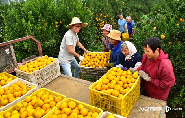 新会文旅体消费季持续火热！预计接待游客达300万人次