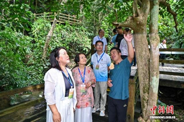 海外华媒海南采访行：热带雨林“森呼吸”，和谐共生多奇观