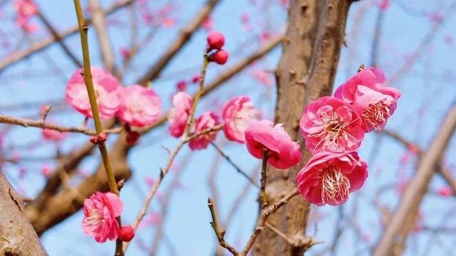 梅花提前近20天绽放 名山这份冬日浪漫藏不住了~