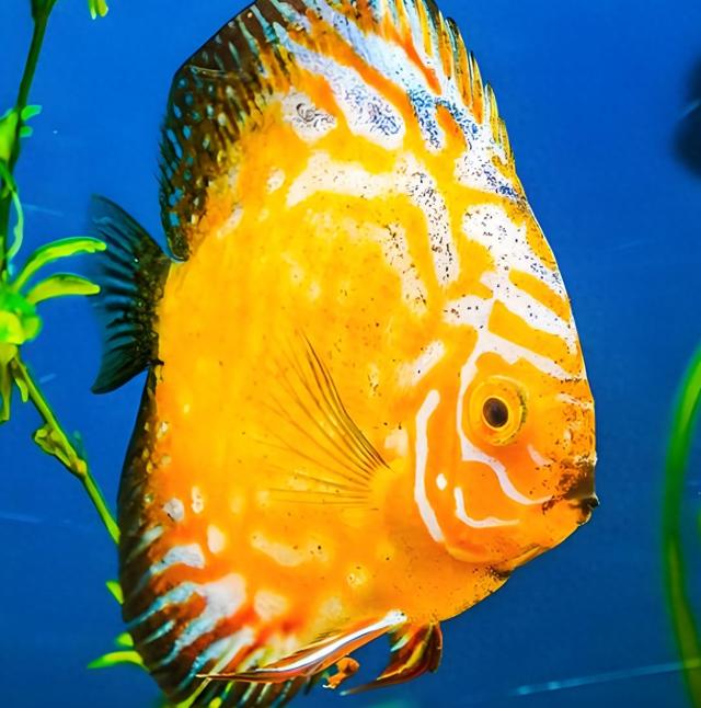 梦幻水族箱钻石鱼（养鱼老司机私藏手把手教你给七彩神仙鱼找好室友）