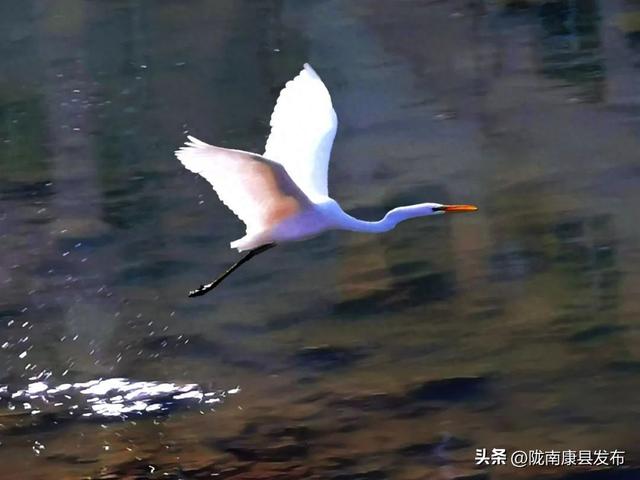 【图说康县】雪羽翩然处，皆是故乡音