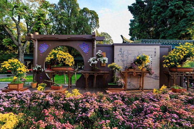 昆明大观楼菊花绽放