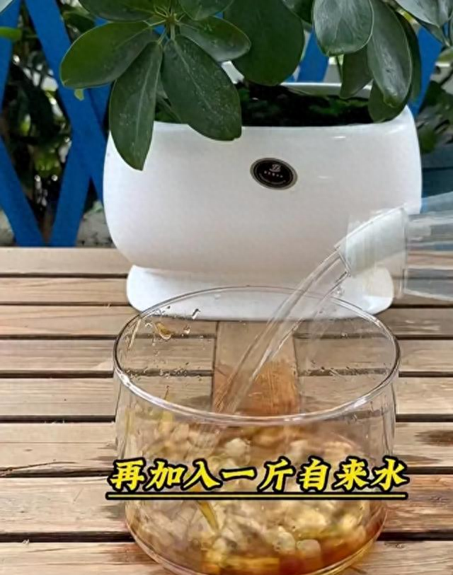 君子兰“长慢不开花”？1个天然肥方	，叶片肥厚，半年就开花