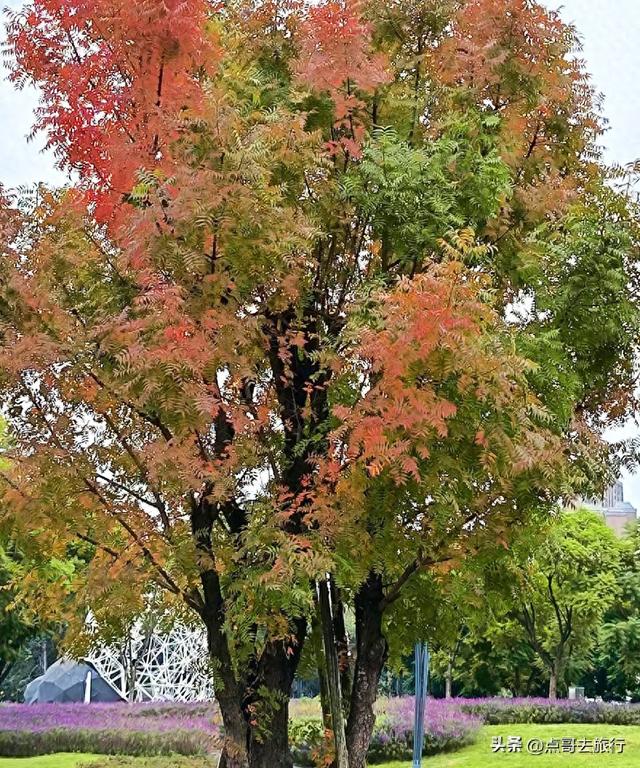 成都主城区最大人工湖，秋天超级惊艳，不要门票，地铁公交直达！