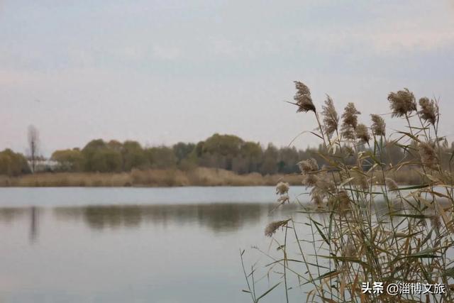 50公里鎏金湖岸,淄博这里的秋天醉了!